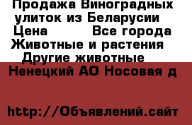 Продажа Виноградных улиток из Беларусии › Цена ­ 250 - Все города Животные и растения » Другие животные   . Ненецкий АО,Носовая д.